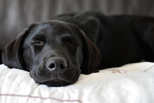 nukkuva musta labradorinnnoutaja peiton päällä